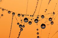 drops at sunrise - pearls in the polder