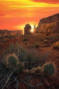 Cactus in Monument Valley by Martin Podt