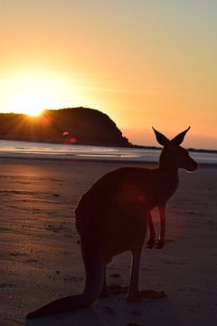 Close up: kangoeroe op het strand van Bianca Bianca