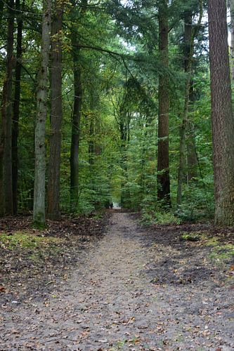 Een rechte pad door het bos
