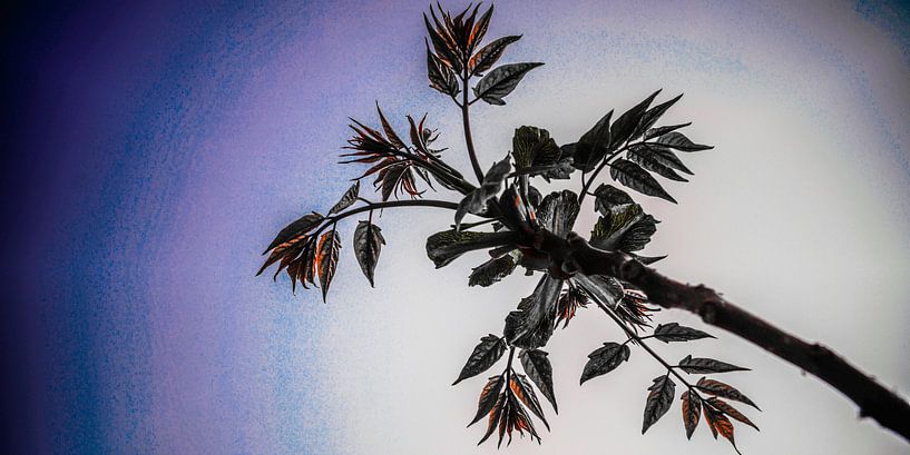 Plant Bloemen by Jane Changart