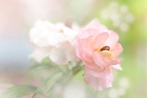 Ranunculus in Pink.  von Jacqueline de Groot