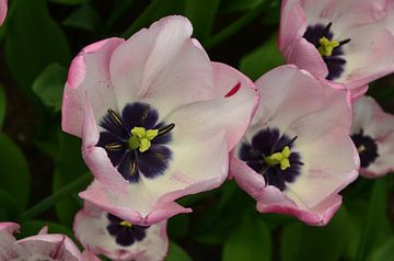 Tulipa Soft Touch van Marcel van Duinen