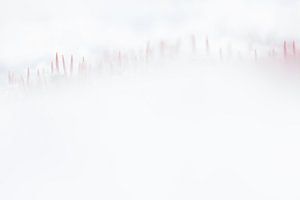 Haariges Moos im Schnee von Danny Slijfer Natuurfotografie