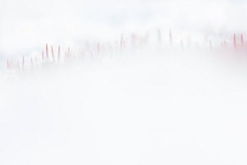 Ruighaarmos in de sneeuw van Danny Slijfer Natuurfotografie