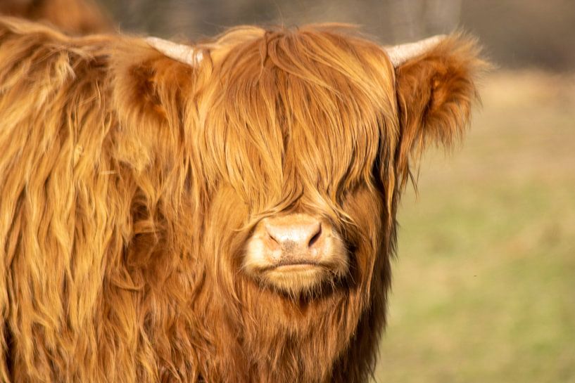 Scottish Highlander in the Kennemer Dunes by Miranda Vleerlaag