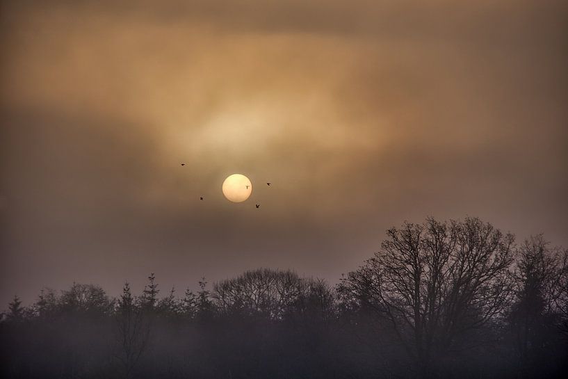nebliger Sonnenaufgang im Wald von Rudi Everaert