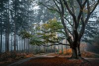 ALTER BAUM