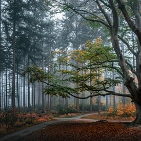 Oude boom van Waldo Kersten