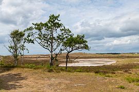 beautiful large trees in the dune area of the Schoorlse dunes in the Netherlands