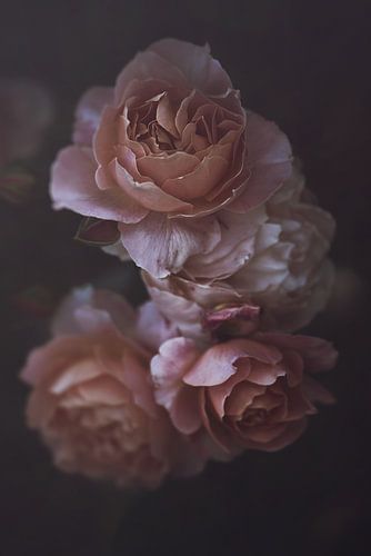 Pink English Roses