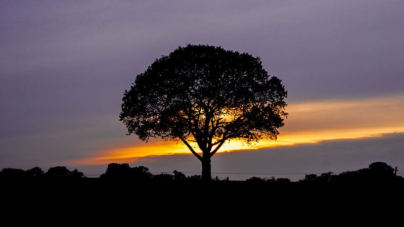 Baum vor Sonnenuntergang von Liv ter Riet