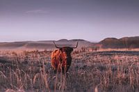 Scottish highlander in the sun during sunrise