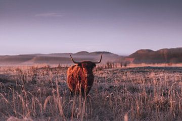 Scottish highlander in the sun during sunrise by Davadero Foto