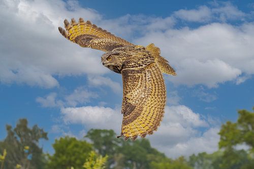 Oehoe, Bubo bubo, in vlucht.