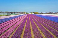 Luftaufnahme von blühenden Tulpen auf dem Land in Nordholland in den Niederlanden von Eye on You Miniaturansicht