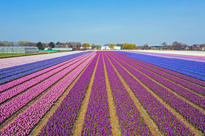 Luftaufnahme von blühenden Tulpen auf dem Land in Nordholland in den Niederlanden von Eye on You