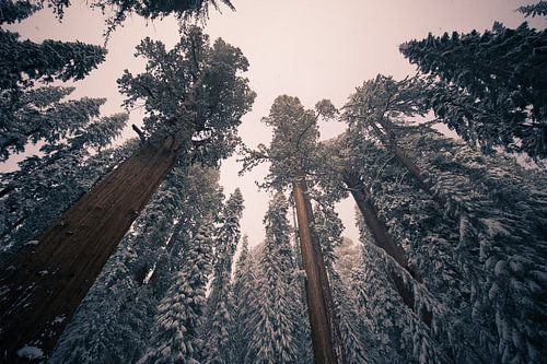 General Sherman by Sander van Leeuwen