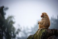 Baboon