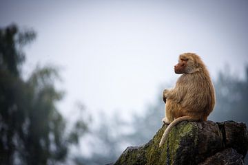 Baviaan van Kimberley van Eck