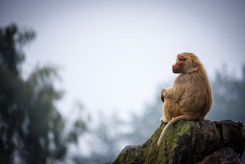 Baboon by Kimberley van Eck