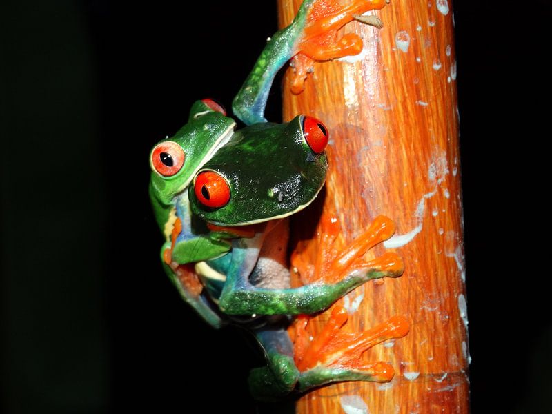 costa rica par Elise Aaftink