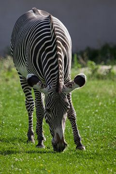 Een gestreepte zebra graast op felgroen gras, een vettig gestreept paard in close-up.