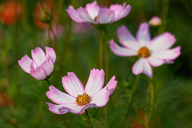 Cosmea van Karin Jähne