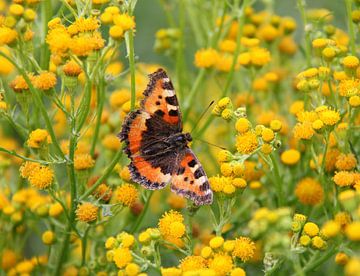 De kleine vos  ( vlinder ) tussen de gele bloemetjes .