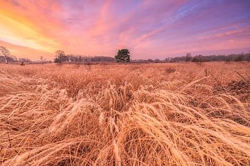 Sunrise over the Balloërveld in Drenthe on a beautiful morning with warm sunlight over the landscape by Bas Meelker