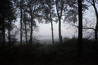 Wald in schwarz und weiß