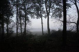 Wald in schwarz und weiß von Karin van Bylevelt