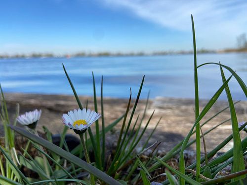 Flowers, Grass & Water