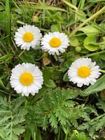 Marguerites