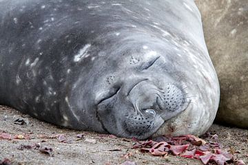 juvenile elephant seal by Angelika Stern