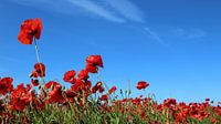 poppy by Ostsee Bilder thumbnail