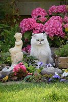 cat posing in garden