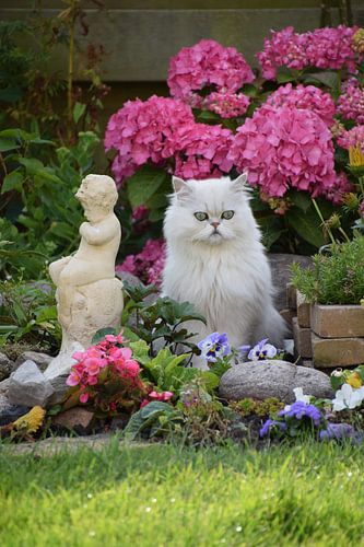 kat poseert in tuin