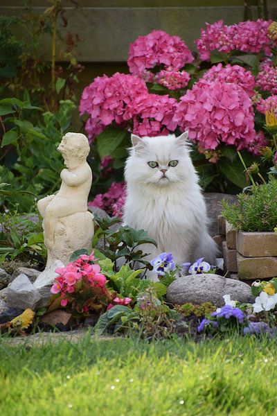 chat posant dans le jardin par Petra van Engelenburcht
