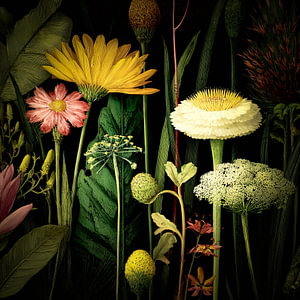 Botanische Blumenkunst vor schwarzem Hintergrund