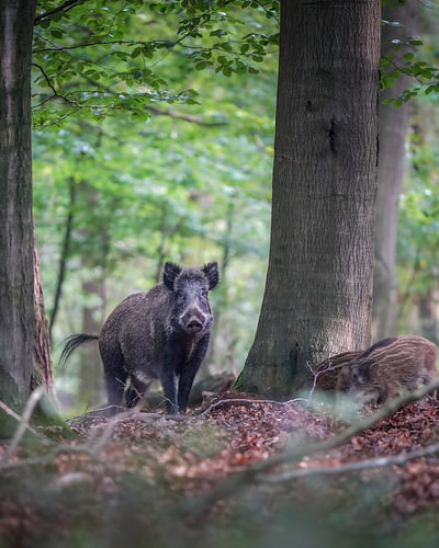 Wildschweine in der Veluwe