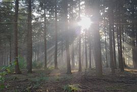 Sonnenharfen im Wald von Ans Bastiaanssen