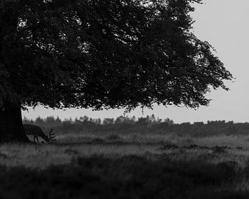 Grazing red deer black and white by Roy Kreeftenberg