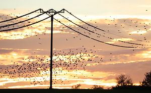 Birds on power line