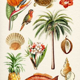 Collectie Hawaï van Gal Design