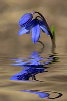 scilla bifolia