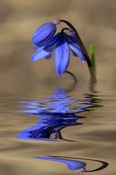 scilla bifolia