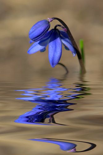scilla bifolia