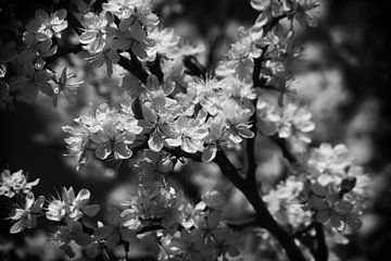 Witte bloemen in zonlicht zwart wit van marlika art