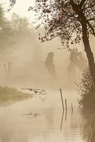 vogels in de mist